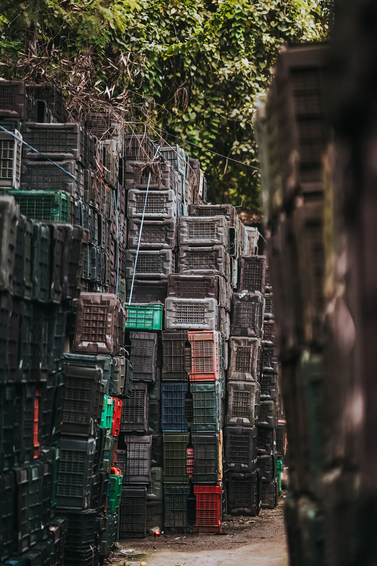 Tall stacks of empty plastic produce crates in a narrow yard